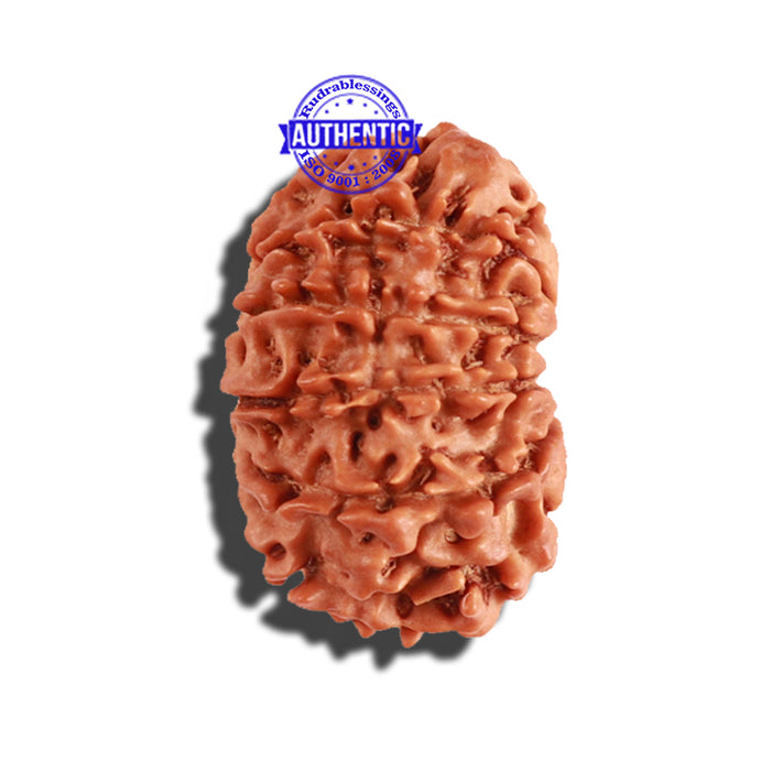 11 Mukhi Nepalese Ganesha Rudraksha - Bead No. 211