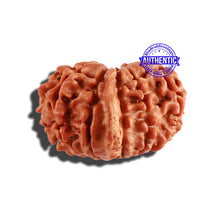 Load image into Gallery viewer, 11 Mukhi Nepalese Ganesha Rudraksha - Bead No. 211
