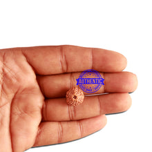 Load image into Gallery viewer, 11 Mukhi Indonesian Rudraksha - Bead No. 212
