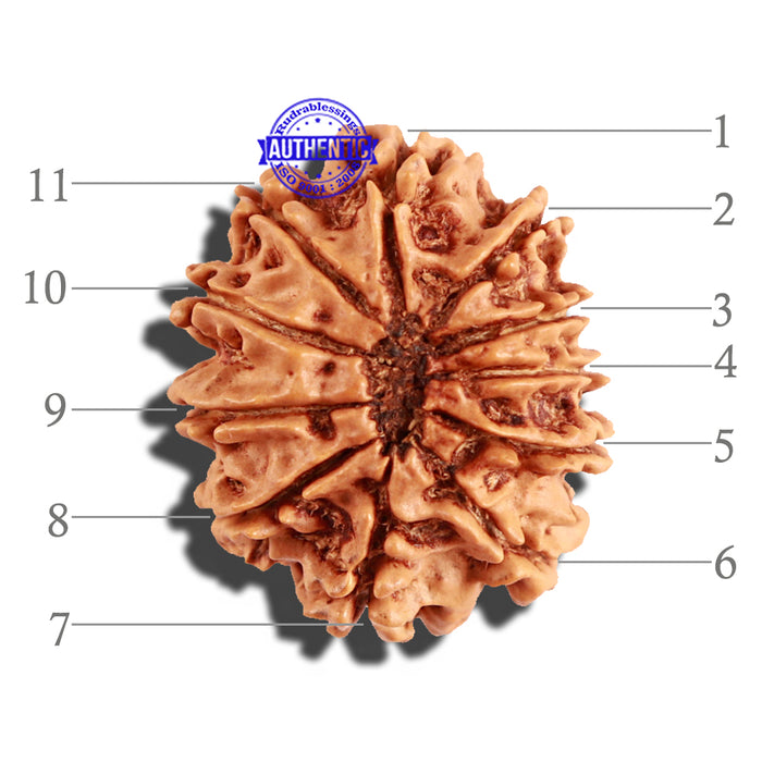 11 Mukhi Nepalese Rudraksha - Bead No. 212