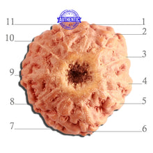 Load image into Gallery viewer, 11 Mukhi Indonesian Rudraksha - Bead No. 212
