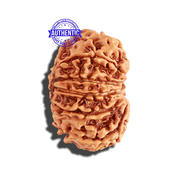 11 Mukhi Nepalese Rudraksha - Bead No. 212