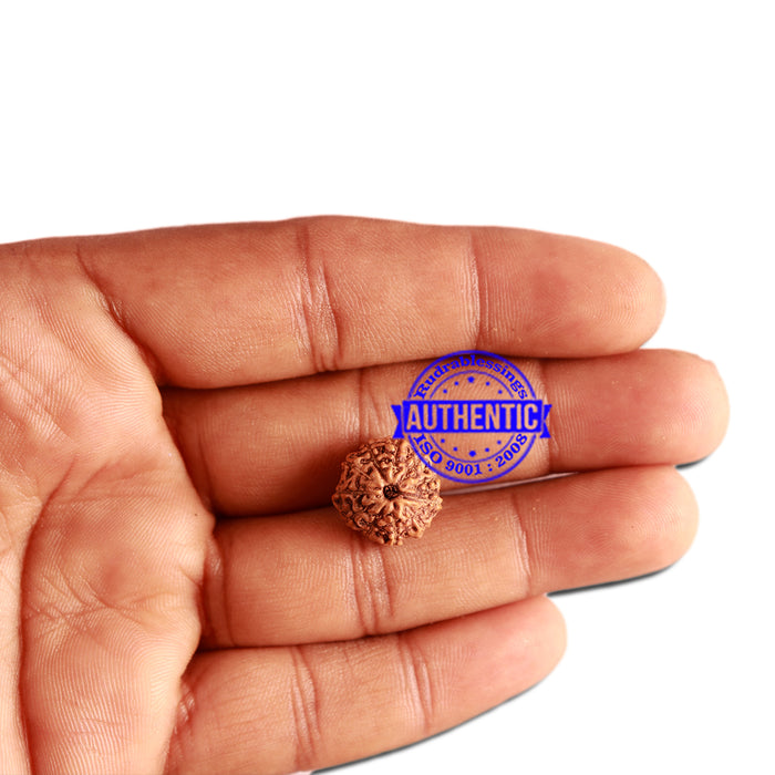 11 Mukhi Indonesian Rudraksha - Bead No. 213