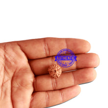 Load image into Gallery viewer, 11 Mukhi Indonesian Rudraksha - Bead No. 214
