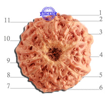 Load image into Gallery viewer, 11 Mukhi Indonesian Rudraksha - Bead No. 214
