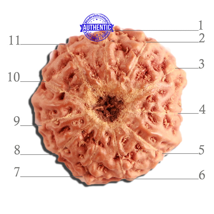 11 Mukhi Indonesian Rudraksha - Bead No. 214