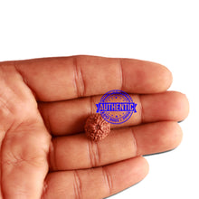 Load image into Gallery viewer, 11 Mukhi Indonesian Rudraksha - Bead No. 215
