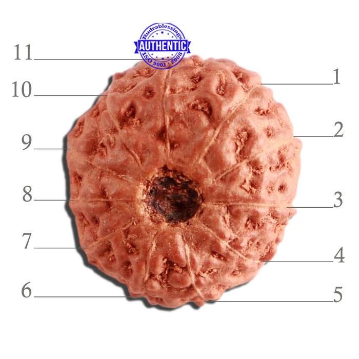 11 Mukhi Indonesian Rudraksha - Bead No. 215