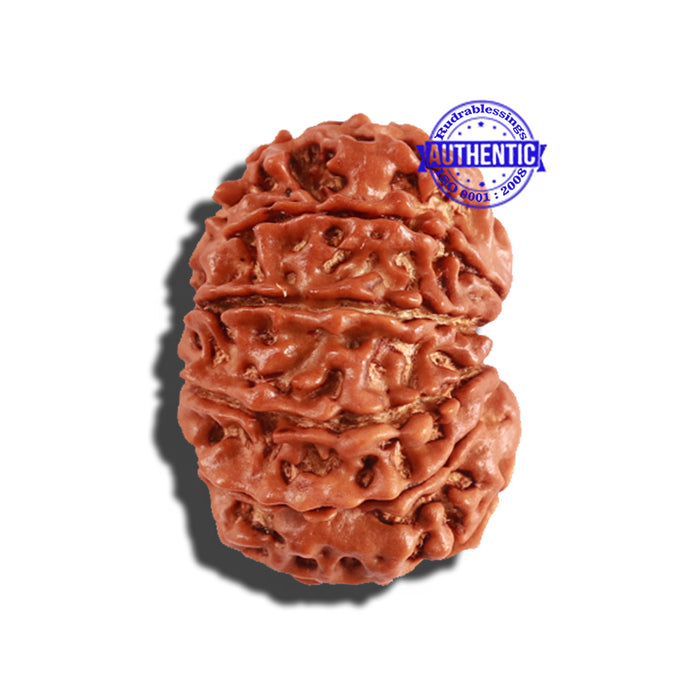 11 Mukhi Nepalese Rudraksha - Bead No. 215