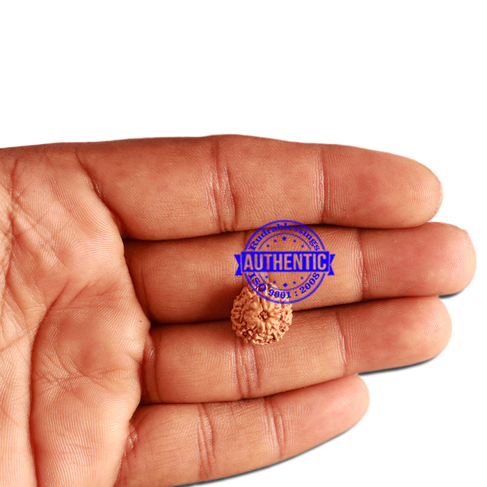 11 Mukhi Indonesian Rudraksha - Bead No. 216