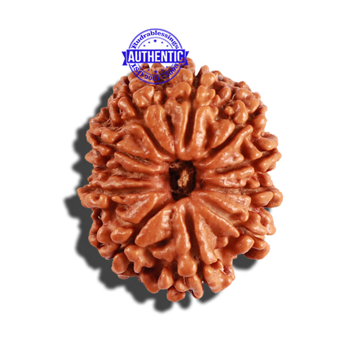 11 Mukhi Nepalese Rudraksha - Bead No. 216