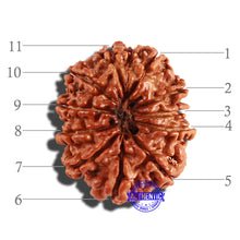Load image into Gallery viewer, 11 Mukhi Nepalese Rudraksha - Bead No. 216
