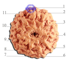 Load image into Gallery viewer, 11 Mukhi Indonesian Rudraksha - Bead No. 216
