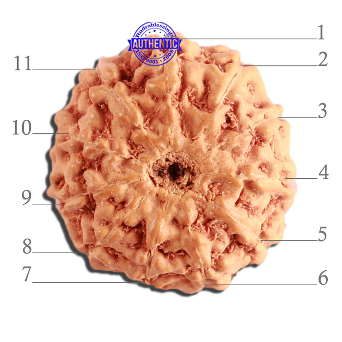 11 Mukhi Indonesian Rudraksha - Bead No. 216