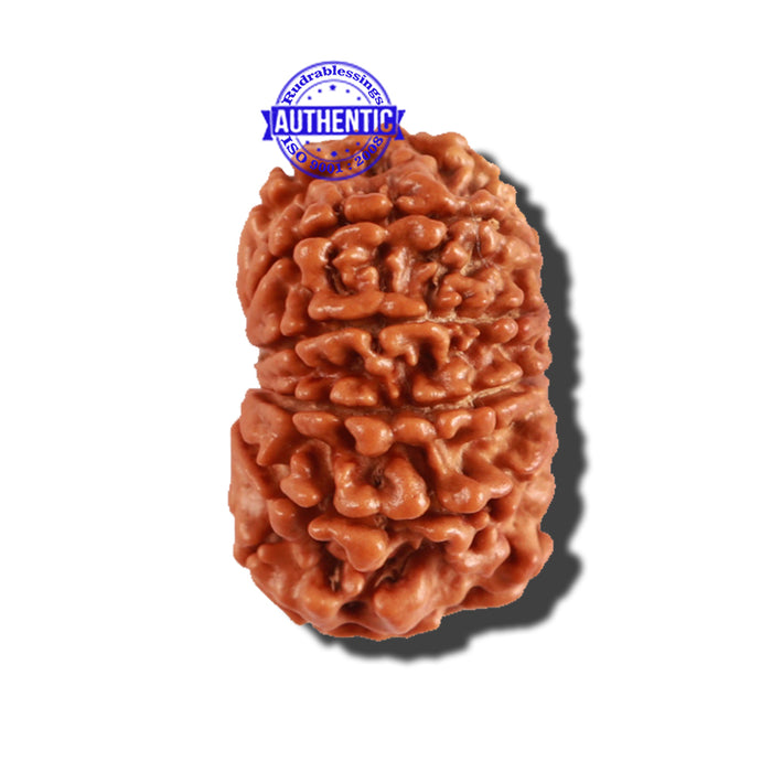 11 Mukhi Nepalese Rudraksha - Bead No. 216
