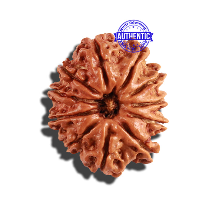 11 Mukhi Nepalese Rudraksha - Bead No. 217