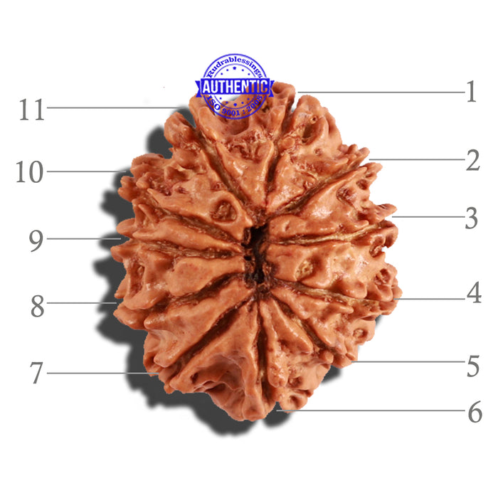 11 Mukhi Nepalese Rudraksha - Bead No. 217