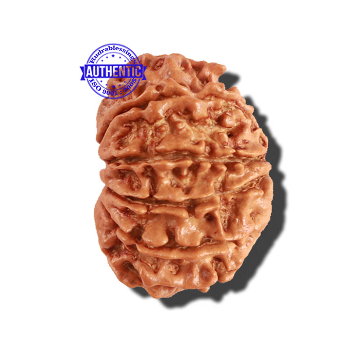 11 Mukhi Nepalese Rudraksha - Bead No. 217