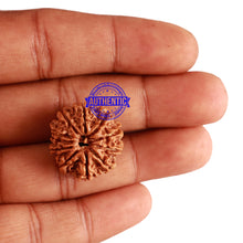 Load image into Gallery viewer, 11 Mukhi Nepalese Rudraksha - Bead No. 218
