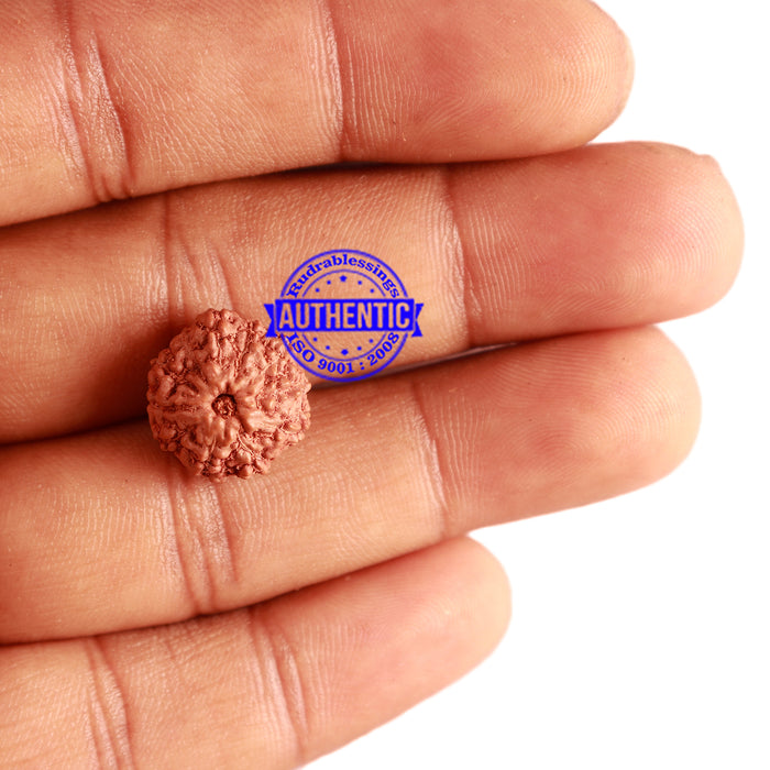 11 Mukhi Indonesian Rudraksha - Bead No. 218