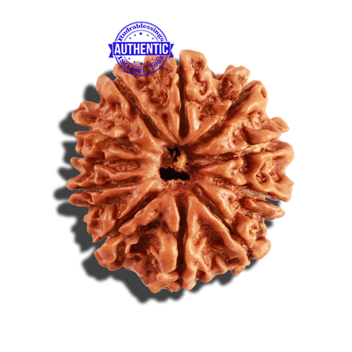 11 Mukhi Nepalese Rudraksha - Bead No. 218