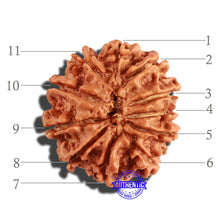 Load image into Gallery viewer, 11 Mukhi Nepalese Rudraksha - Bead No. 218
