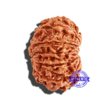 Load image into Gallery viewer, 11 Mukhi Nepalese Rudraksha - Bead No. 218
