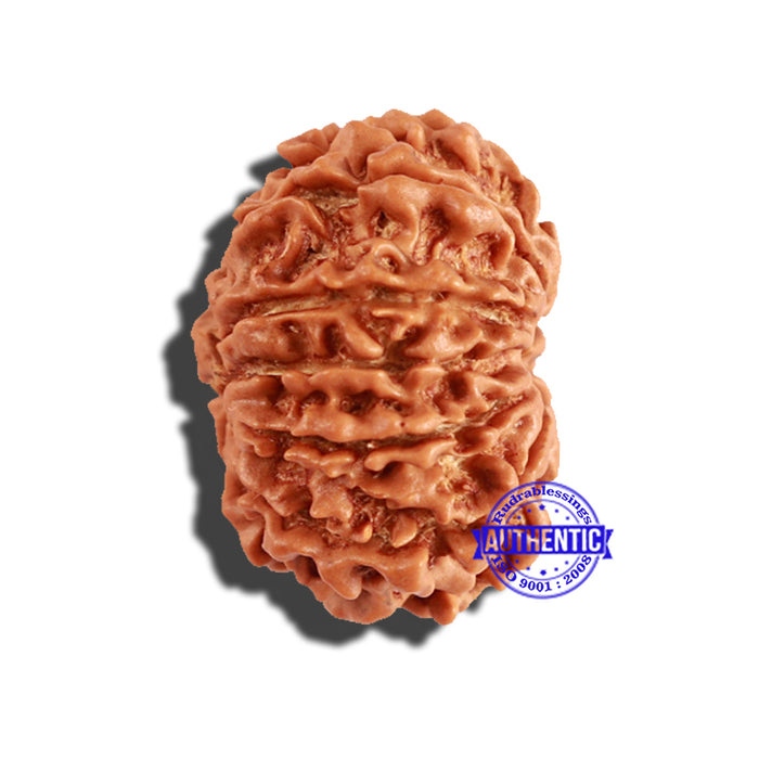 11 Mukhi Nepalese Rudraksha - Bead No. 218