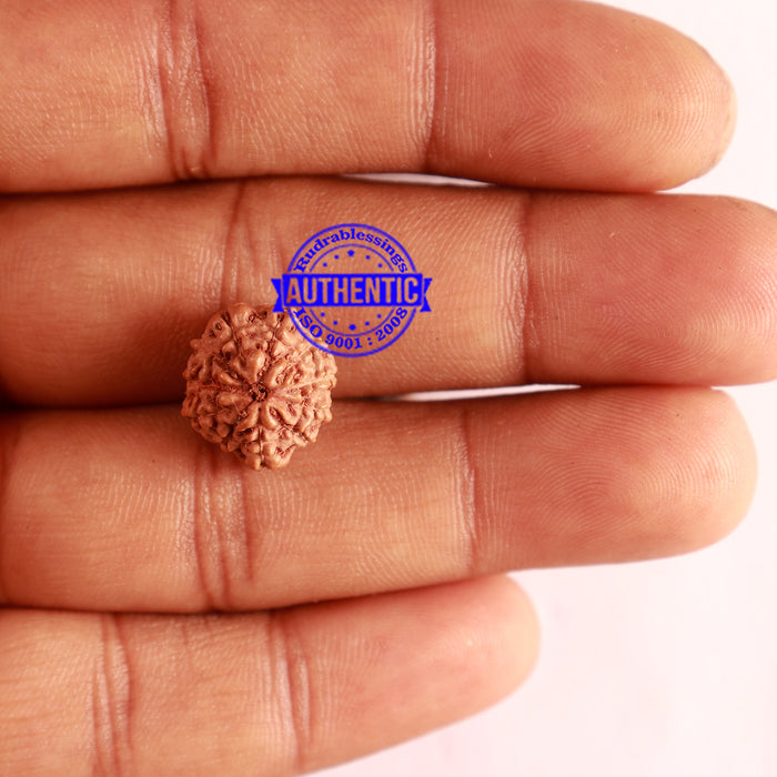 11 Mukhi Indonesian Rudraksha - Bead No. 219