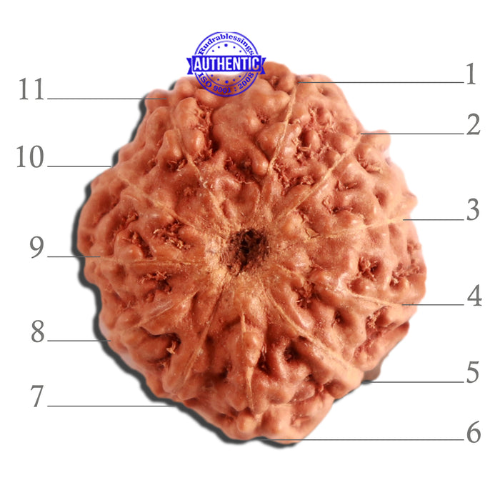 11 Mukhi Indonesian Rudraksha - Bead No. 219