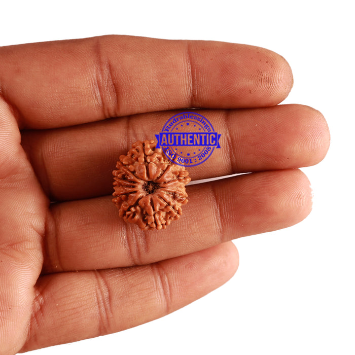 11 Mukhi Nepalese Rudraksha - Bead No. 220