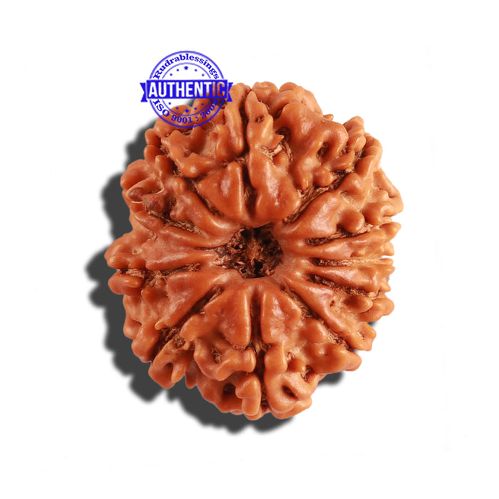 11 Mukhi Nepalese Rudraksha - Bead No. 220