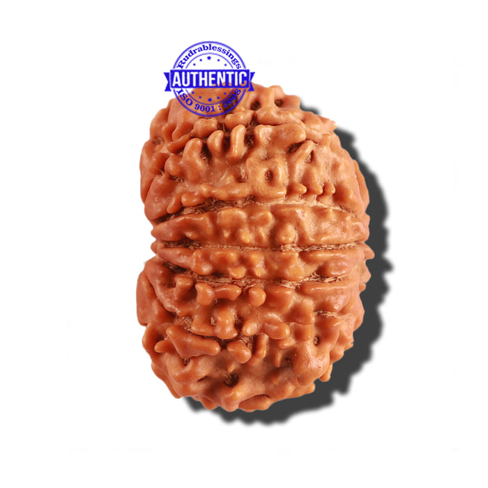 11 Mukhi Nepalese Rudraksha - Bead No. 220