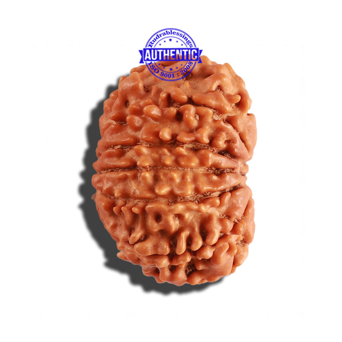 11 Mukhi Nepalese Rudraksha - Bead No. 220