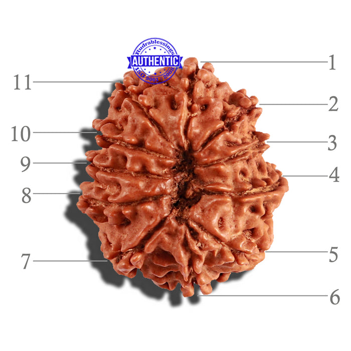 11 Mukhi Nepalese Rudraksha - Bead No. 222