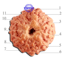 Load image into Gallery viewer, 11 Mukhi Indonesian Rudraksha - Bead No. 222
