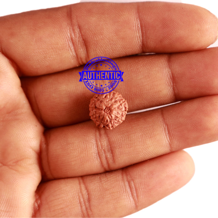 11 Mukhi Indonesian Rudraksha - Bead No. 223