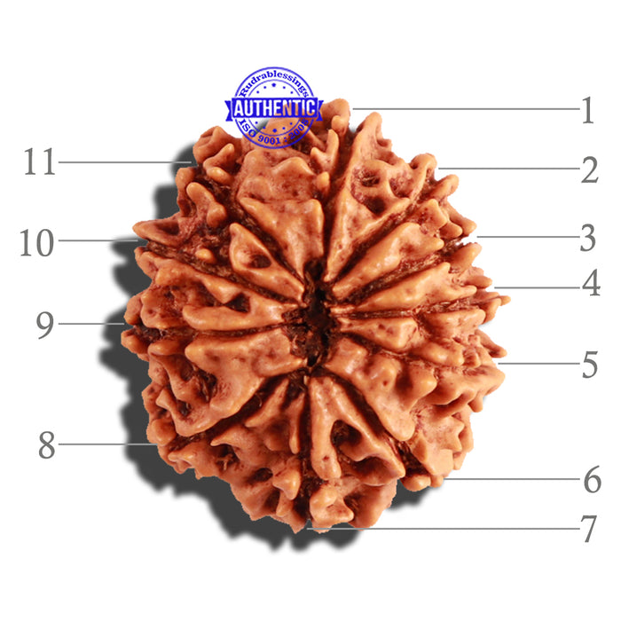 11 Mukhi Nepalese Rudraksha - Bead No. 223