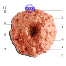 Load image into Gallery viewer, 11 Mukhi Indonesian Rudraksha - Bead No. 223
