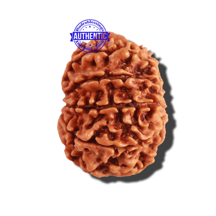 11 Mukhi Nepalese Rudraksha - Bead No. 223