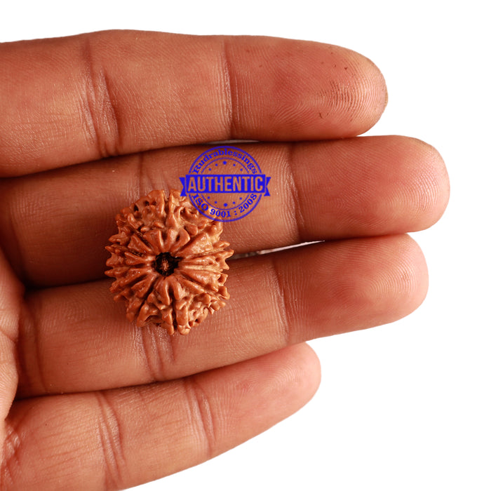 11 Mukhi Nepalese Rudraksha - Bead No. 224
