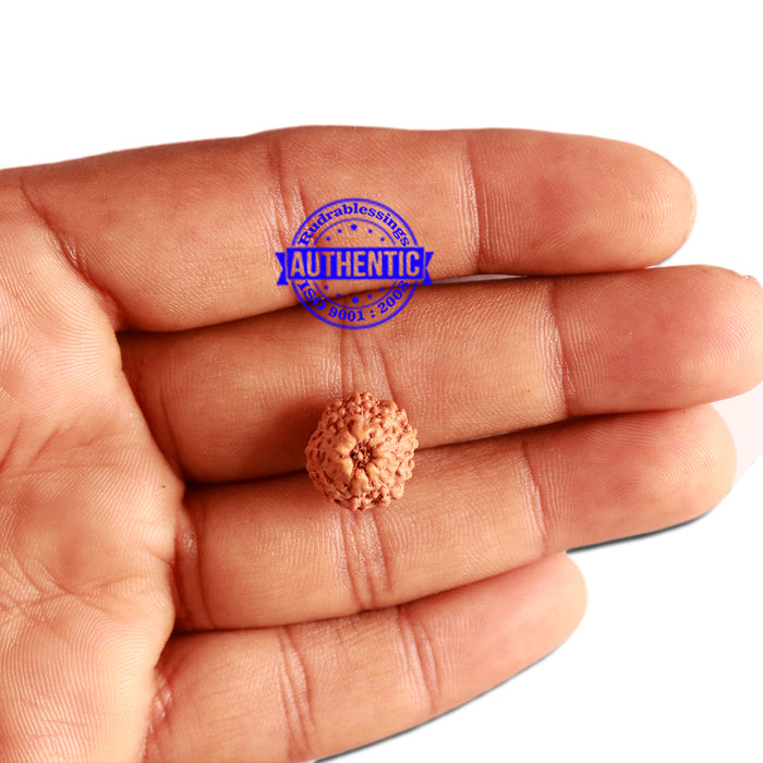 11 Mukhi Indonesian Rudraksha - Bead No. 224