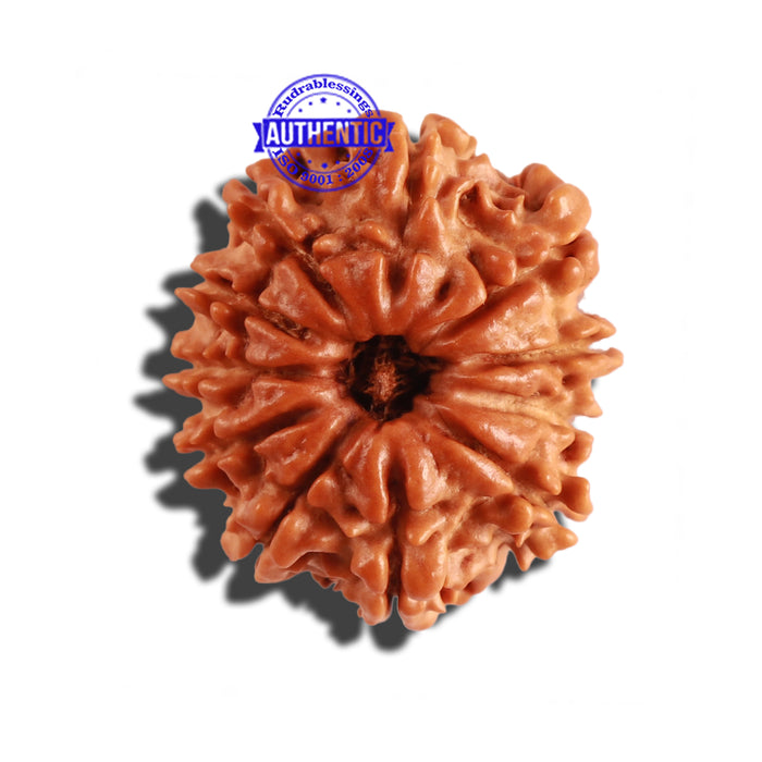 11 Mukhi Nepalese Rudraksha - Bead No. 224