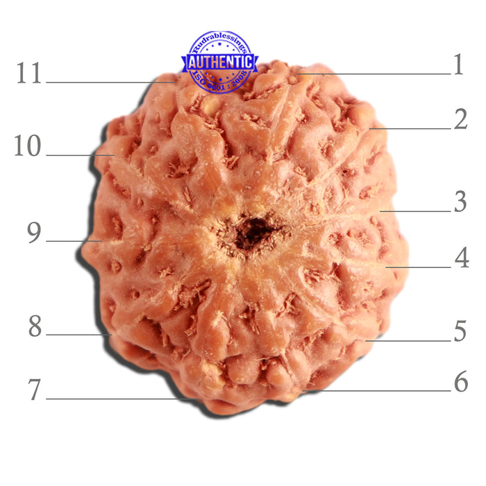 11 Mukhi Indonesian Rudraksha - Bead No. 224