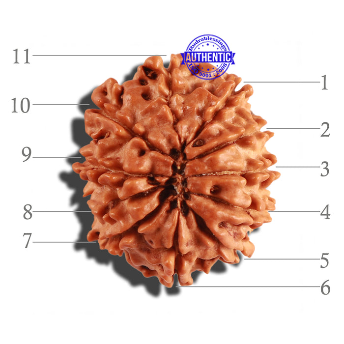 11 Mukhi Nepalese Rudraksha - Bead No. 224