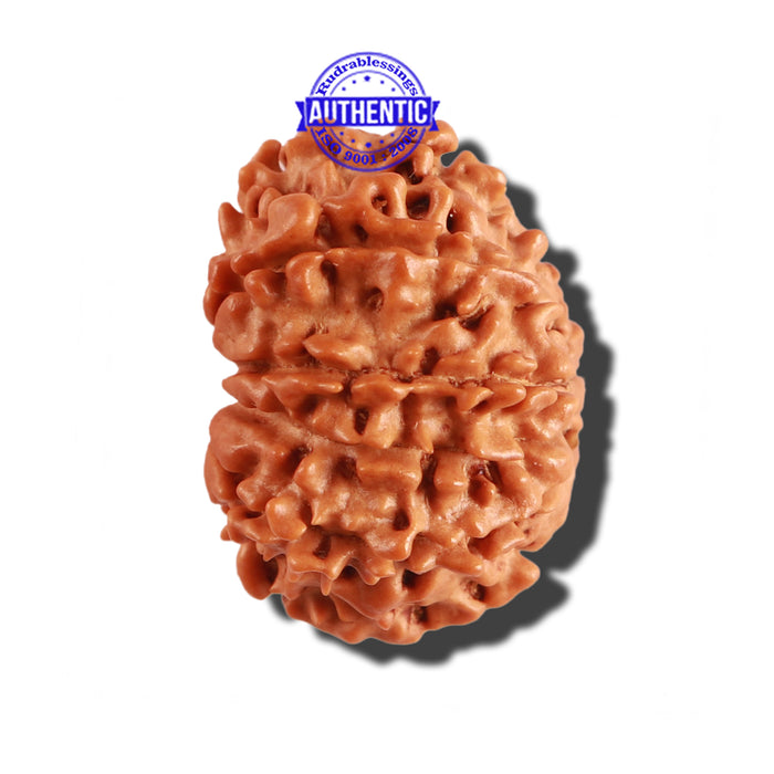 11 Mukhi Nepalese Rudraksha - Bead No. 224