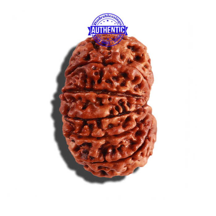 11 Mukhi Nepalese Rudraksha - Bead No. 227