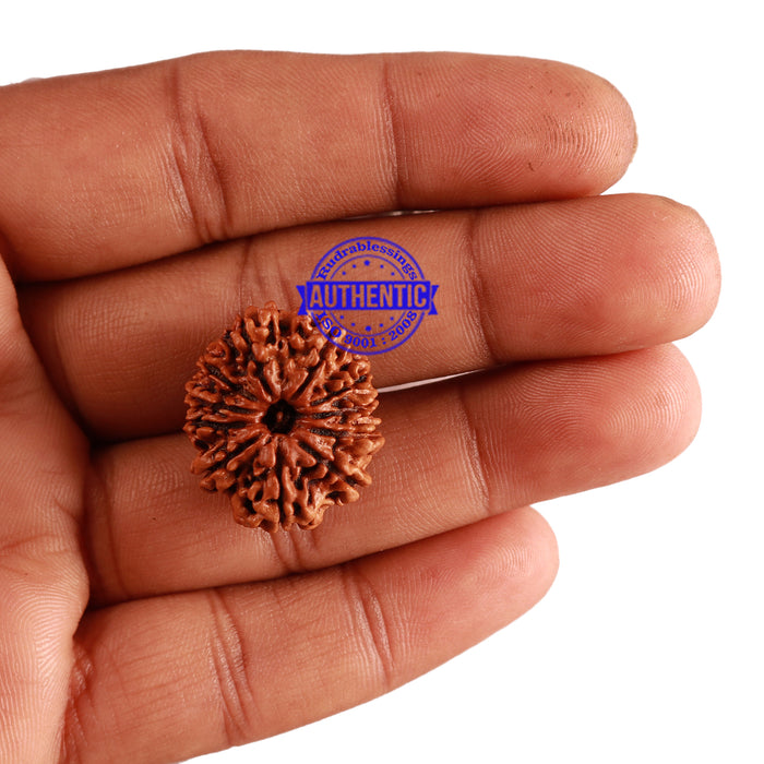 11 Mukhi Nepalese Rudraksha - Bead No. 228