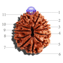 Load image into Gallery viewer, 11 Mukhi Nepalese Rudraksha - Bead No. 228
