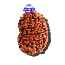 Load image into Gallery viewer, 11 Mukhi Nepalese Rudraksha - Bead No. 228
